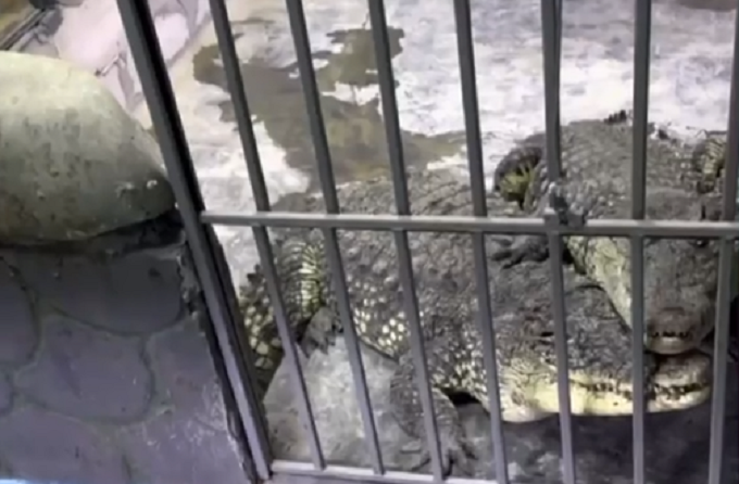 Астраханцев приглашают покормить крокодилов